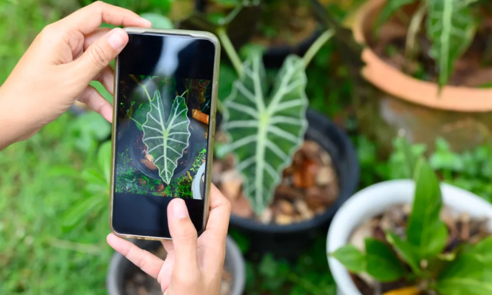 O melhor aplicativo que identifica plantas